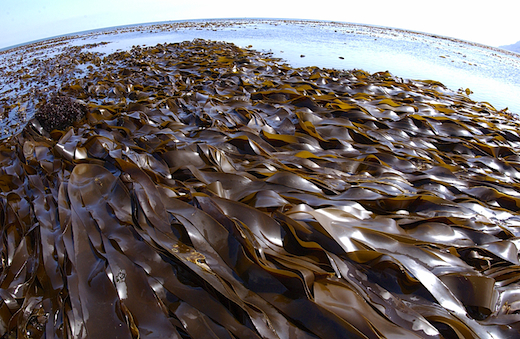 Laminaria digitata, Robin Hood's Bay, Yorkshire