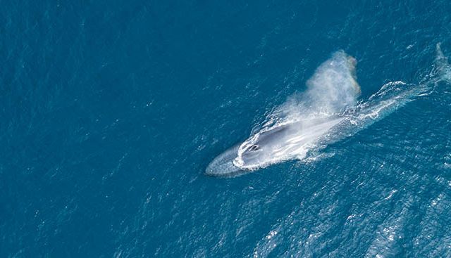 Blue whale breaching, seen from above