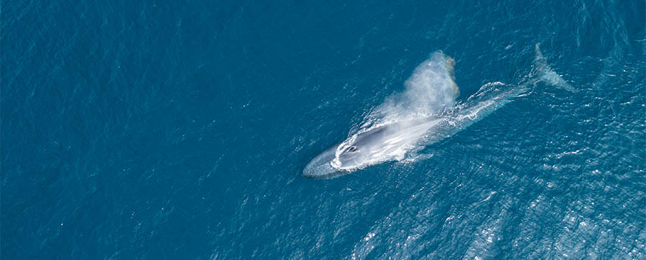 Blue whale breaching, seen from above
