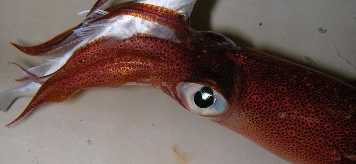 SANYO DIGITAL CAMERA