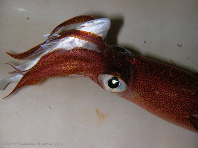 SANYO DIGITAL CAMERA