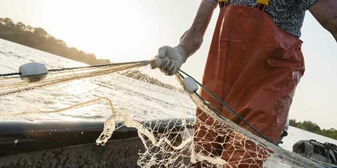 Fishermans web