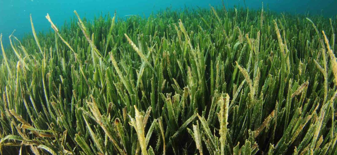 Azul Colorido Minimalista Monótono General Sociedad Civil ODS Publicación de Twitter