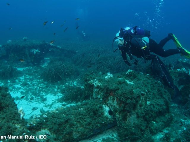 El IEO lanza un programa de seguimiento del estado de conservación de las praderas marinas de la Comunitat Valenciana