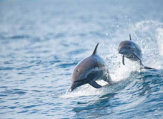 Pantropical Spotted Dolphin