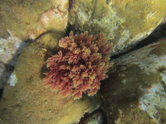 NP_09062023_especies-aloctonas
