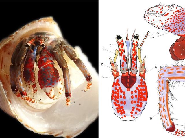 NP_130423_cangrejoscolor