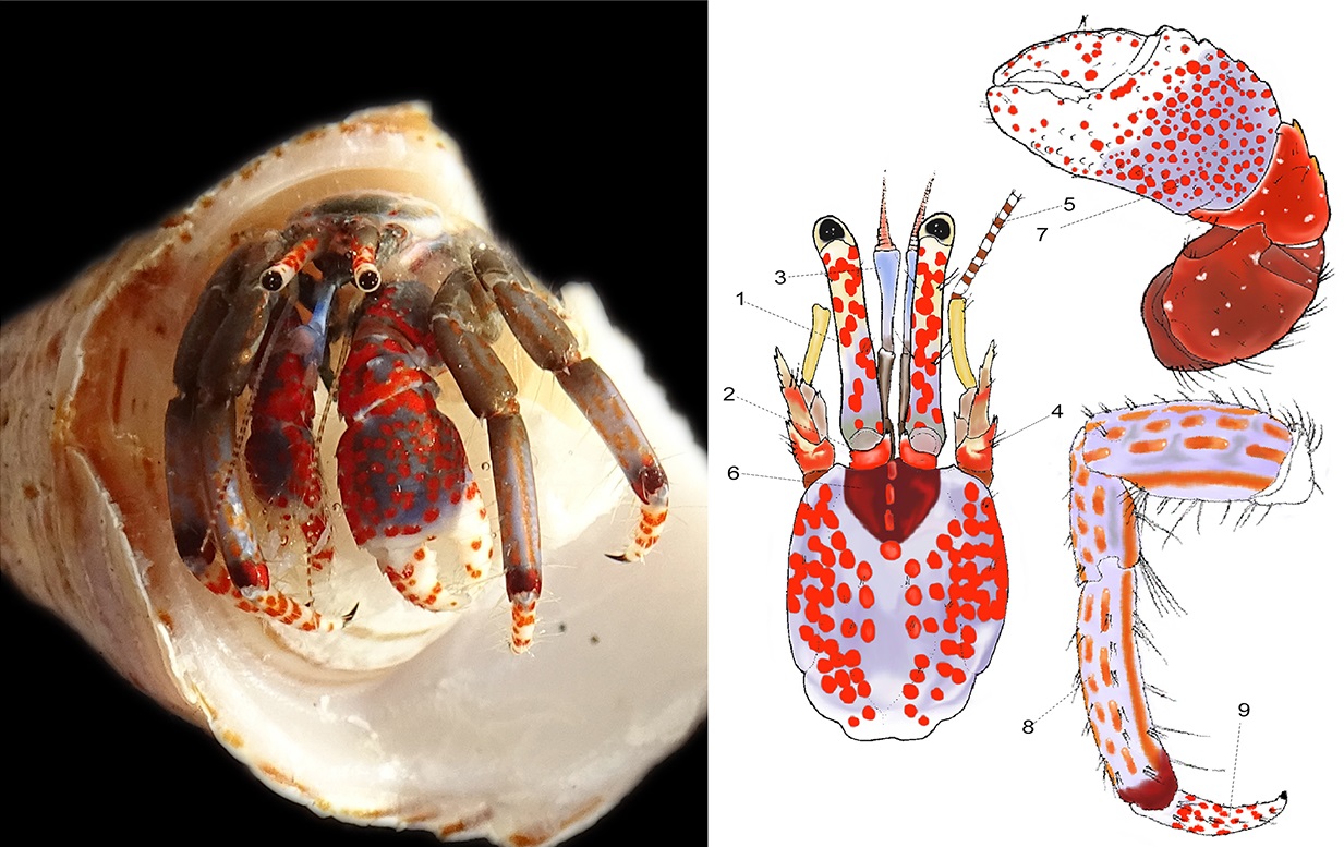 Una nueva herramienta permite identificar especies de cangrejo ermitaño ...