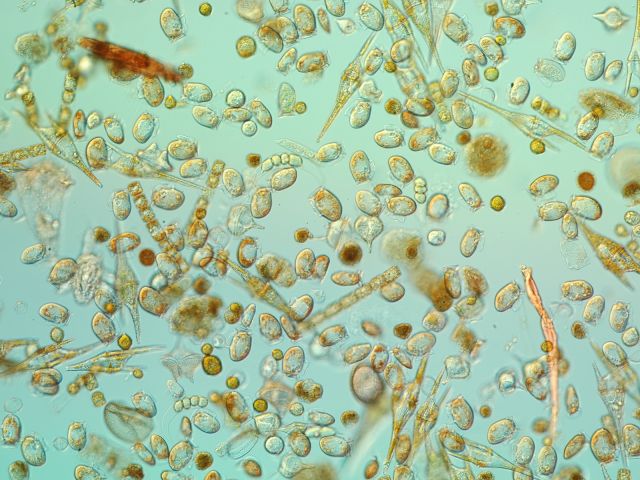 NP_180423_dinohpysis