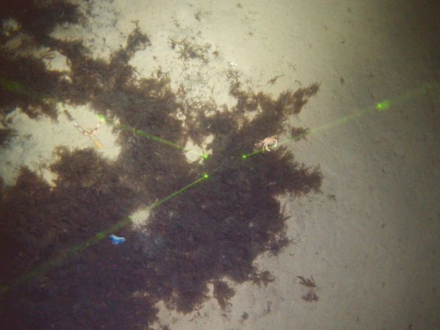 NP_210723-Rugulopteryx-habitats-profundos