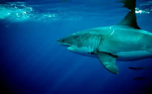 Tiburones_Australia_Prohibicion-706x397-1