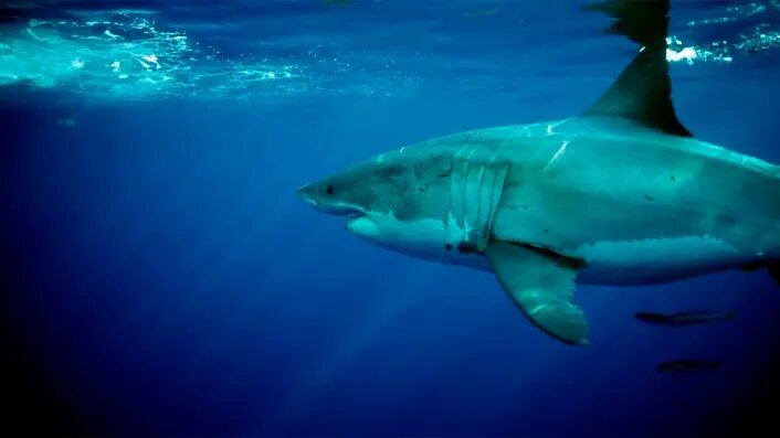 Tiburones_Australia_Prohibicion-706x397-1
