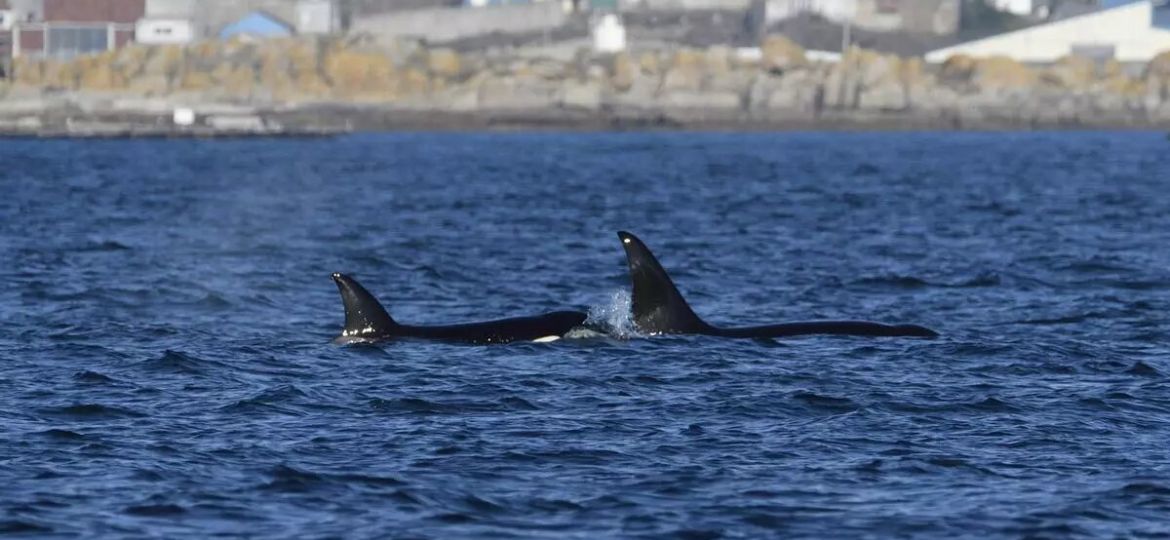 bcc0a263-9d39-4403-b0fc-0119511a6122_16-9-discover-aspect-ratio_default_0