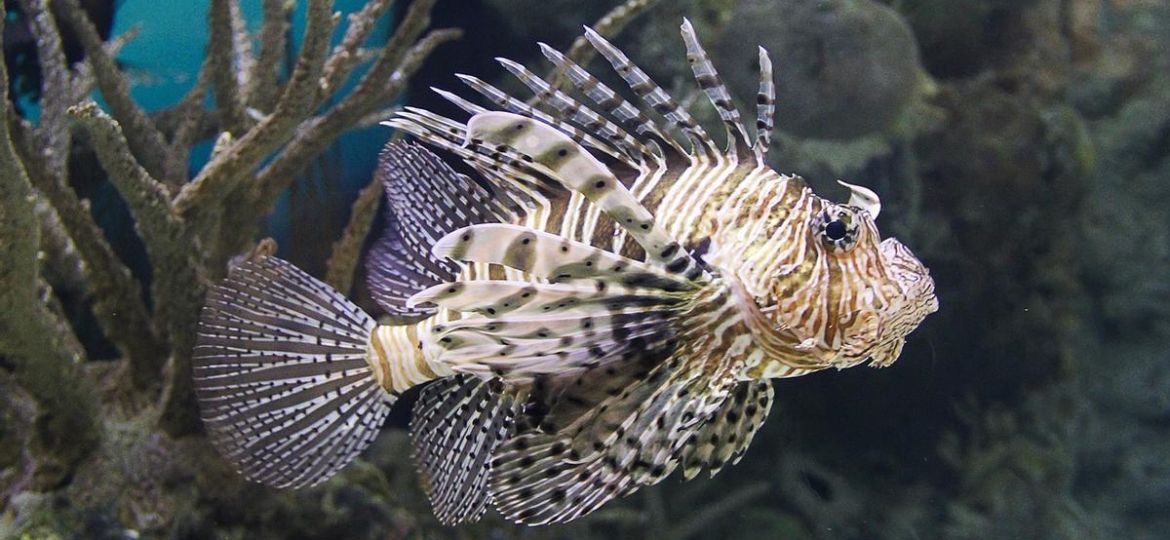 c1341cbe-7da8-4080-9f24-73b9bbe441f3_16-9-discover-aspect-ratio_default_0