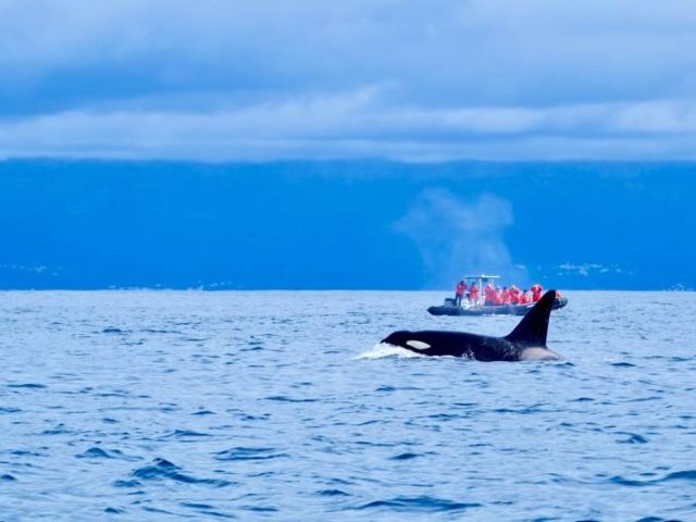 A,Boat,Full,Of,Whale,Watchers,Are,Surprised,And,Delighted
