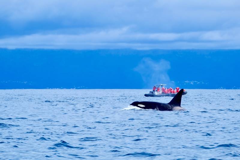 A,Boat,Full,Of,Whale,Watchers,Are,Surprised,And,Delighted