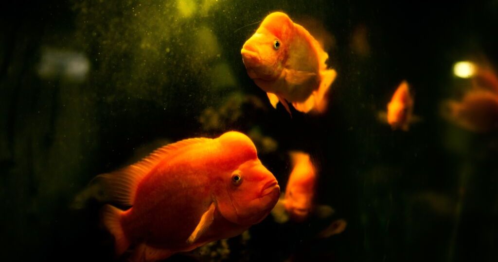 pexels-bruno-cervera-3062947