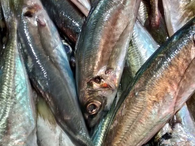 sardina_tcm30-572964