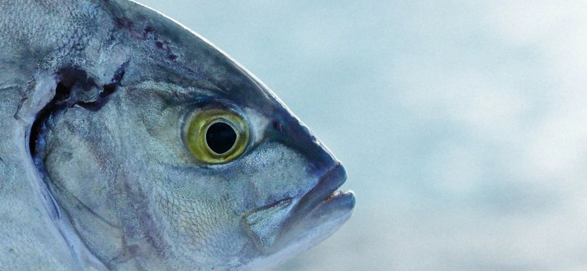 ultima-almadraba-europa-encuentra-aguas-espanolas_98