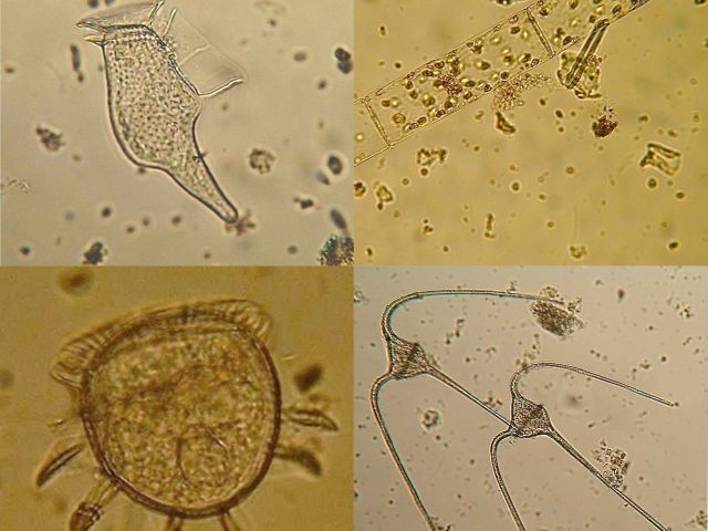 NP_110625_biotime