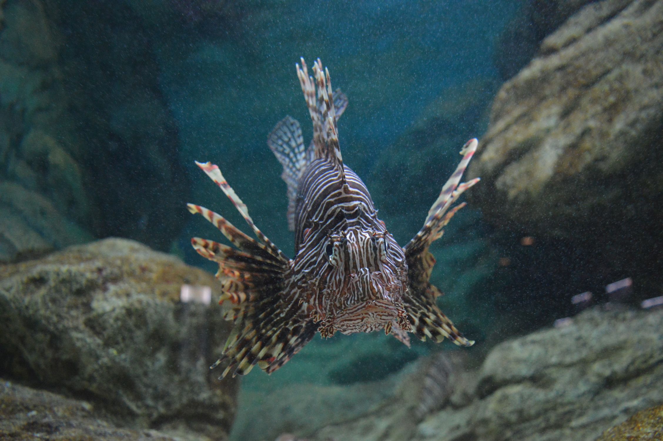 Los peces tropicales ganan terreno en el Estrecho y el mar de Alborán 19 NP 190625 tropicalizacion Alboran Estrecho