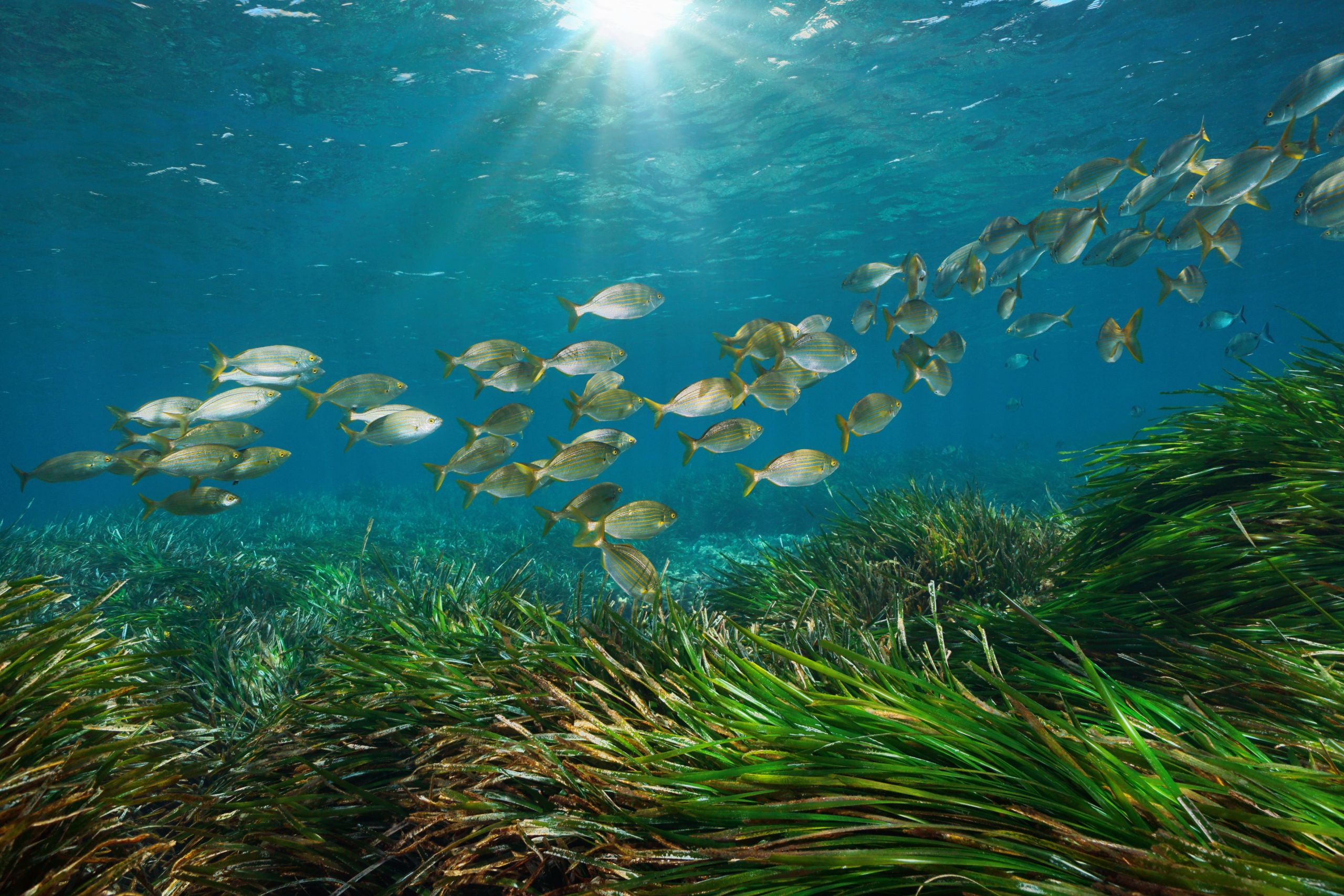 ACPOSIDONIA2 scaled