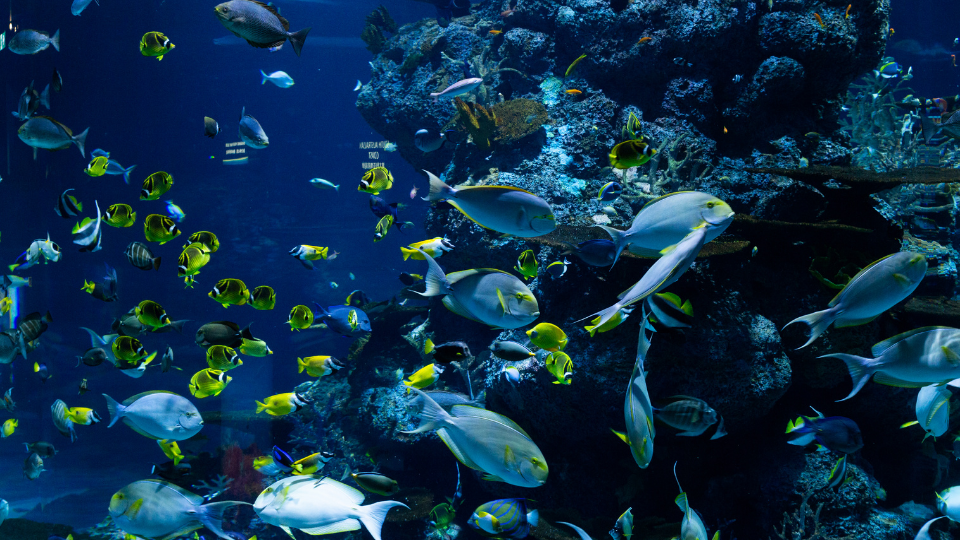 imagen informe oceano