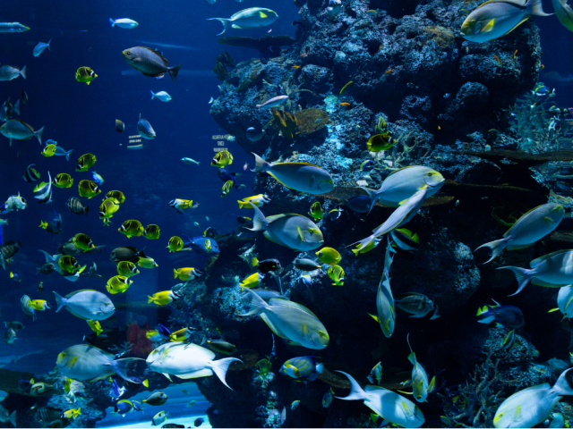 imagen informe oceano